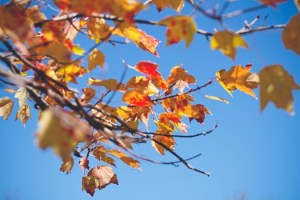 nature-leaves-fall-neature-medium